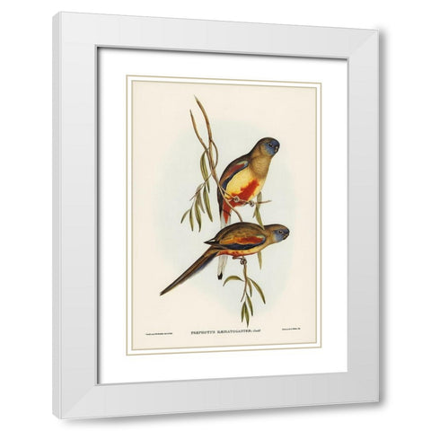 Crimson-bellied Parakeet-Psephotus haematogaster White Modern Wood Framed Art Print with Double Matting by Gould, John