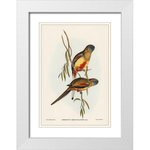 Crimson-bellied Parakeet-Psephotus haematogaster White Modern Wood Framed Art Print with Double Matting by Gould, John
