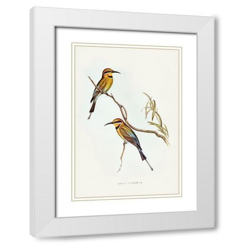 Australian Bee-eater-Merops ornatus White Modern Wood Framed Art Print with Double Matting by Gould, John
