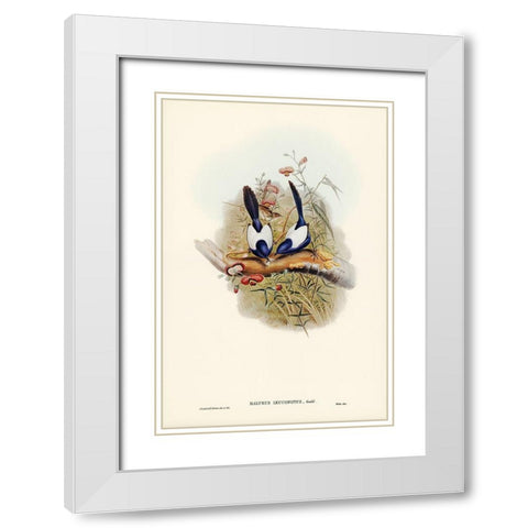 White-backed Superb Warbler-Malurus leuconotus White Modern Wood Framed Art Print with Double Matting by Gould, John