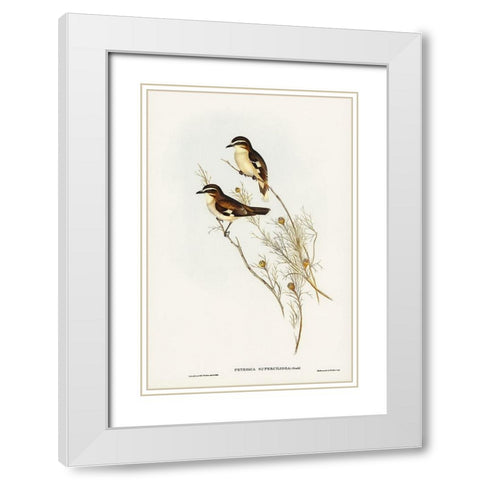 White-eyebrowed Robin-Petroica superciliosa White Modern Wood Framed Art Print with Double Matting by Gould, John