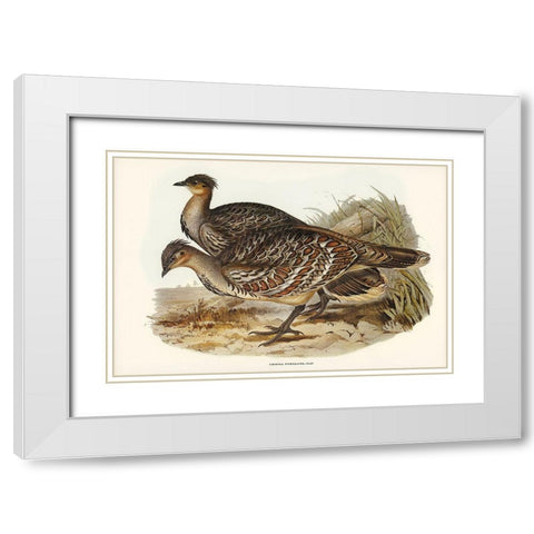 Ocellated Leipoa-Leipoa ocellata White Modern Wood Framed Art Print with Double Matting by Gould, John