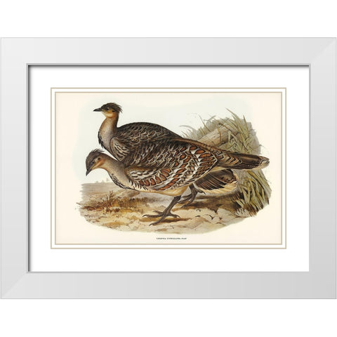 Ocellated Leipoa-Leipoa ocellata White Modern Wood Framed Art Print with Double Matting by Gould, John