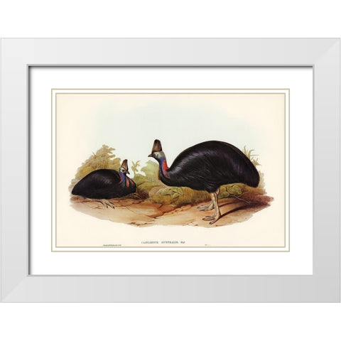 Australian Cassowary-Casuarius australis White Modern Wood Framed Art Print with Double Matting by Gould, John