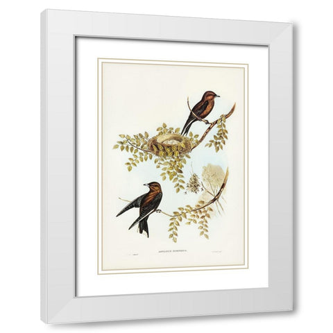 Wood Swallow-Artamus sordid White Modern Wood Framed Art Print with Double Matting by Gould, John
