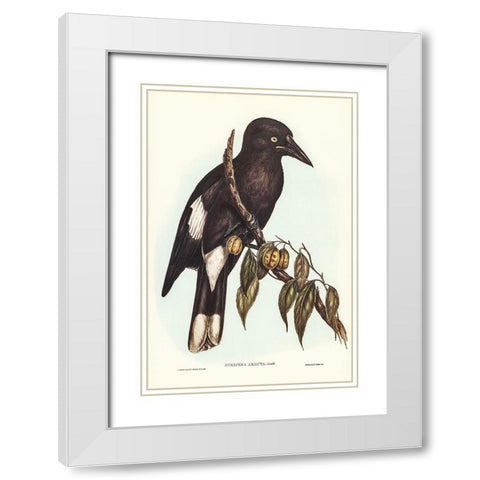 Hill Crow-Shrike-Strepera argot White Modern Wood Framed Art Print with Double Matting by Gould, John