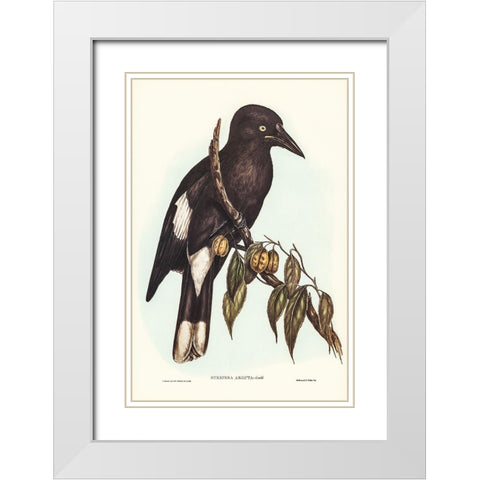 Hill Crow-Shrike-Strepera argot White Modern Wood Framed Art Print with Double Matting by Gould, John