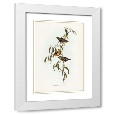 Spotted Pardalote-Pardalotus punctatus White Modern Wood Framed Art Print with Double Matting by Gould, John