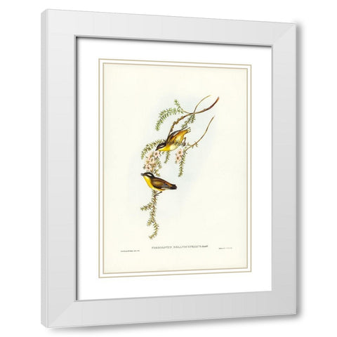 Black-headed Pardalote-Pardalotus melanocephalus White Modern Wood Framed Art Print with Double Matting by Gould, John