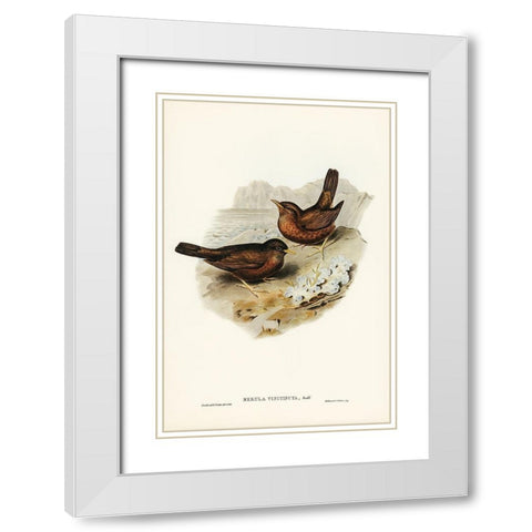 Vinous-tinted Blackbird-Merula vinitincta White Modern Wood Framed Art Print with Double Matting by Gould, John
