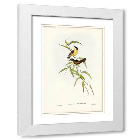 Buff-breasted scrubwren-Sericornis laevigaster White Modern Wood Framed Art Print with Double Matting by Gould, John