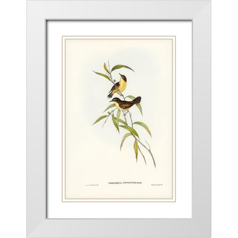 Buff-breasted scrubwren-Sericornis laevigaster White Modern Wood Framed Art Print with Double Matting by Gould, John