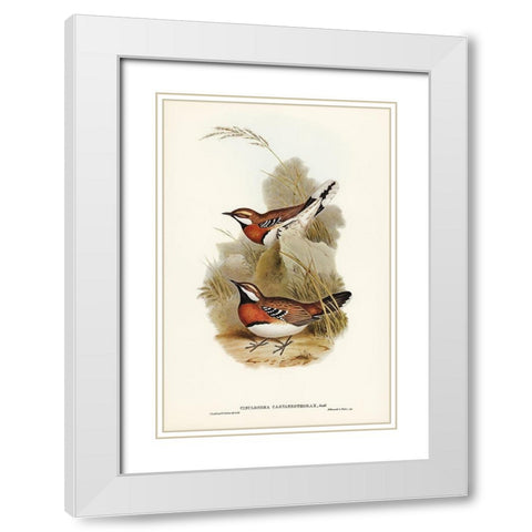 Chestnut-breasted Ground-Thrush-Cinclosoma castaneothorax White Modern Wood Framed Art Print with Double Matting by Gould, John