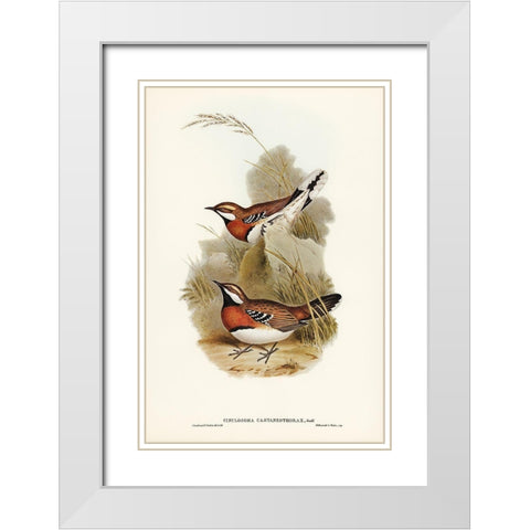 Chestnut-breasted Ground-Thrush-Cinclosoma castaneothorax White Modern Wood Framed Art Print with Double Matting by Gould, John