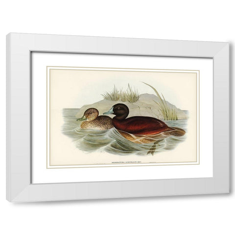 Blue-billed Duck-Erismatura Australis White Modern Wood Framed Art Print with Double Matting by Gould, John