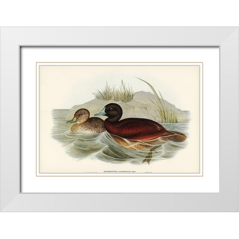 Blue-billed Duck-Erismatura Australis White Modern Wood Framed Art Print with Double Matting by Gould, John