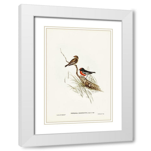 Red-capped Robin-Petroica Goodenovii White Modern Wood Framed Art Print with Double Matting by Gould, John