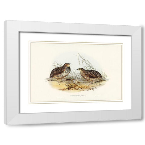 Pectoral Quail-Coturnix pectoralis White Modern Wood Framed Art Print with Double Matting by Gould, John