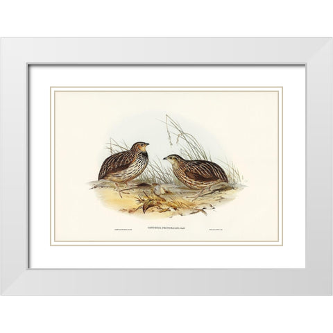 Pectoral Quail-Coturnix pectoralis White Modern Wood Framed Art Print with Double Matting by Gould, John