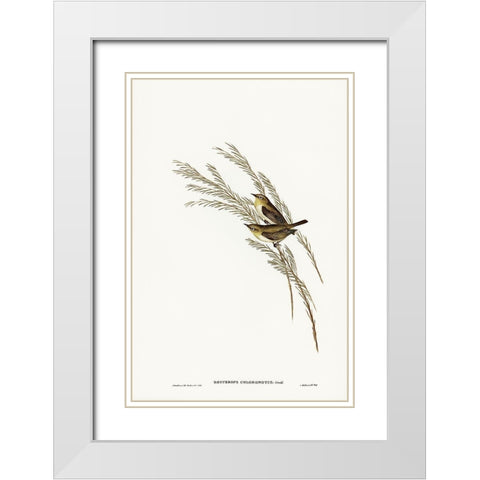Green-backed Zosterops-Zosterops chloronotus White Modern Wood Framed Art Print with Double Matting by Gould, John