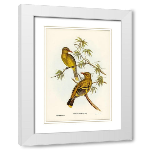 Crescent-marked Oriole White Modern Wood Framed Art Print with Double Matting by Gould, John