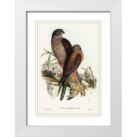 Australian Goshawk-Astur approximans White Modern Wood Framed Art Print with Double Matting by Gould, John