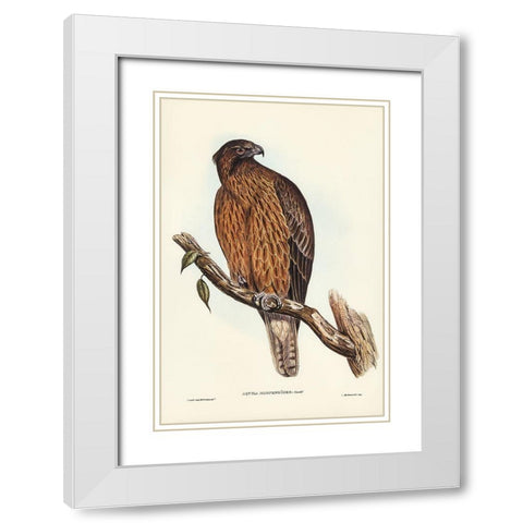 Little Australian Eagle-Aquila Morphnoides White Modern Wood Framed Art Print with Double Matting by Gould, John