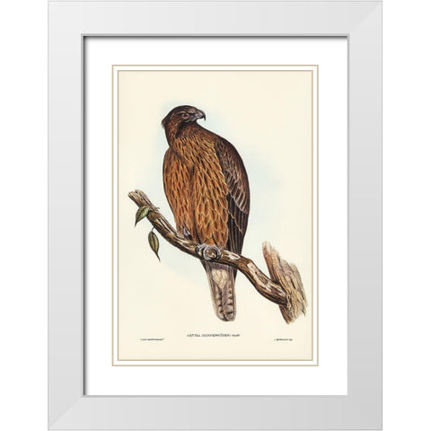 Little Australian Eagle-Aquila Morphnoides White Modern Wood Framed Art Print with Double Matting by Gould, John