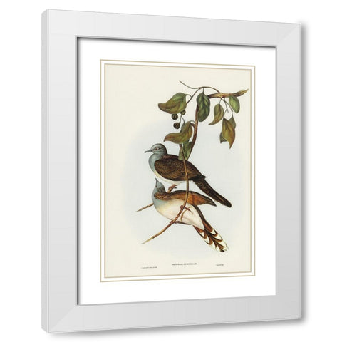 Barred-shouldered Ground Dove-Geopelia humeralis White Modern Wood Framed Art Print with Double Matting by Gould, John