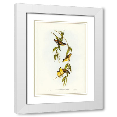 Striated Pardalote-Pardalotus striatus White Modern Wood Framed Art Print with Double Matting by Gould, John