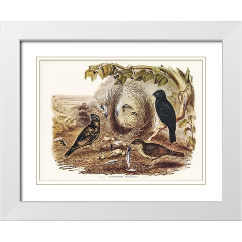 Satin Bower Bird-Ptilonorhynchus holossericeus White Modern Wood Framed Art Print with Double Matting by Gould, John