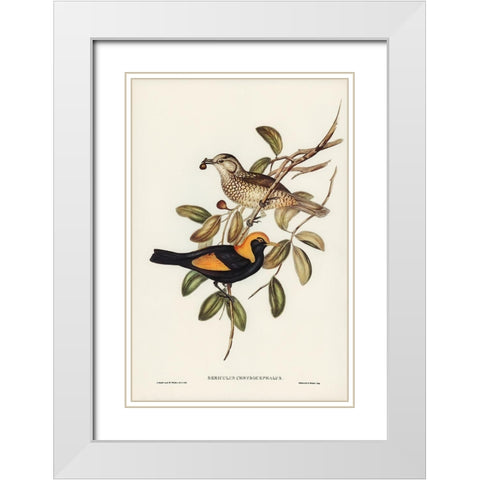 Regent Bird-Sericulus chrysocephalus White Modern Wood Framed Art Print with Double Matting by Gould, John
