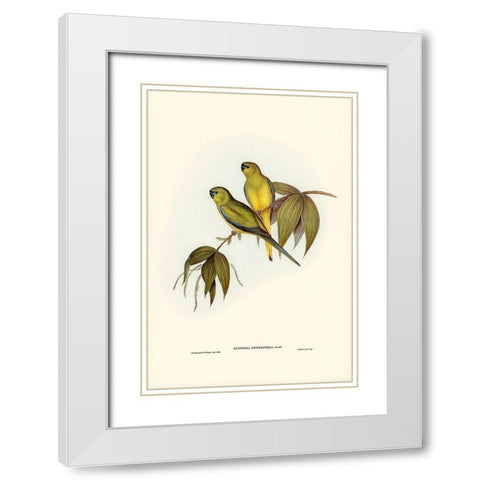 Rock Grass-Parakeet-Euphema petrophila White Modern Wood Framed Art Print with Double Matting by Gould, John