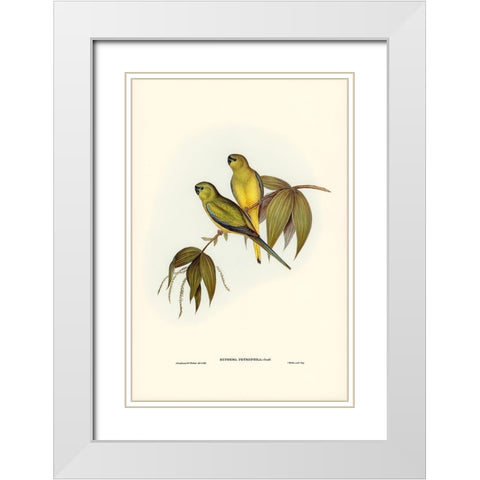 Rock Grass-Parakeet-Euphema petrophila White Modern Wood Framed Art Print with Double Matting by Gould, John