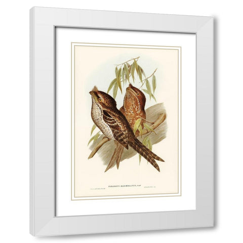 Marbled Podargus-Podargus marmoratus White Modern Wood Framed Art Print with Double Matting by Gould, John