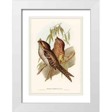 Marbled Podargus-Podargus marmoratus White Modern Wood Framed Art Print with Double Matting by Gould, John