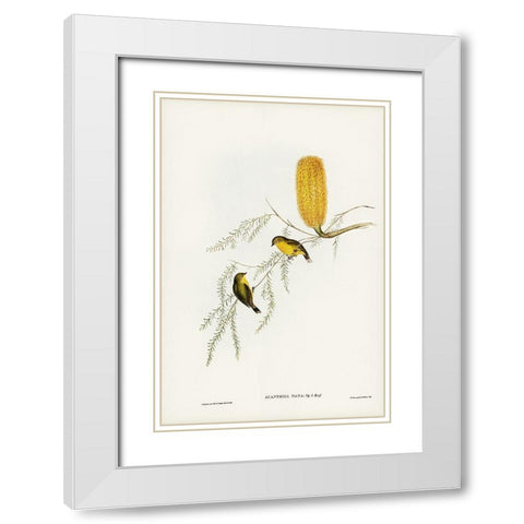 Little Acanthiza-Acanthiza nana White Modern Wood Framed Art Print with Double Matting by Gould, John