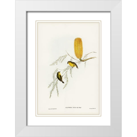 Little Acanthiza-Acanthiza nana White Modern Wood Framed Art Print with Double Matting by Gould, John
