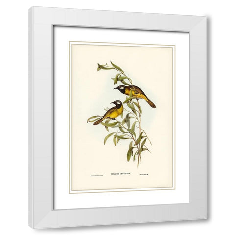 White-eared Honey-eater-Ptilotis leucotis White Modern Wood Framed Art Print with Double Matting by Gould, John