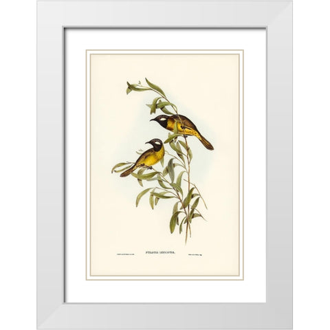 White-eared Honey-eater-Ptilotis leucotis White Modern Wood Framed Art Print with Double Matting by Gould, John