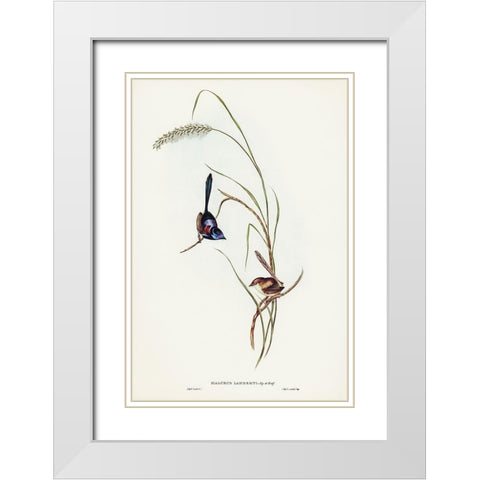 Lamberts Wren-Malurus Lamberti White Modern Wood Framed Art Print with Double Matting by Gould, John