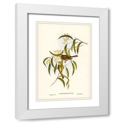 White-plumed Honey-eater-Ptilotis penicillatus White Modern Wood Framed Art Print with Double Matting by Gould, John