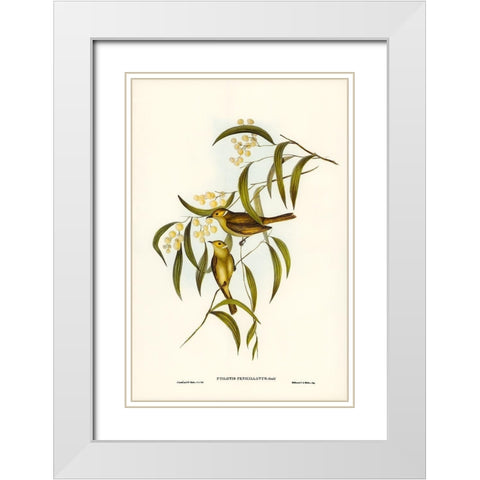 White-plumed Honey-eater-Ptilotis penicillatus White Modern Wood Framed Art Print with Double Matting by Gould, John