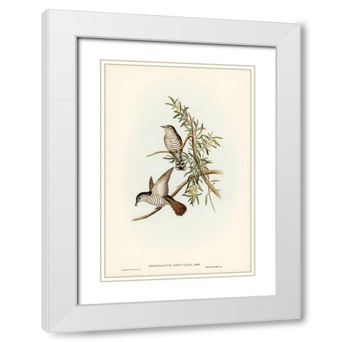 Little Cuckoo-Chrysococcyx minutillus White Modern Wood Framed Art Print with Double Matting by Gould, John
