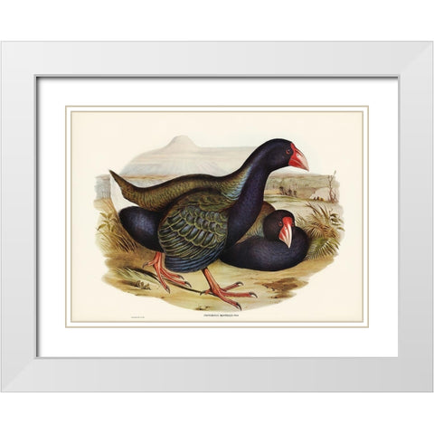 Notornis-Notornix Mantelli White Modern Wood Framed Art Print with Double Matting by Gould, John