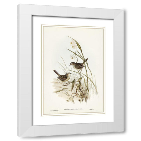Striated Reed Lark-alamanthus fuliginosus White Modern Wood Framed Art Print with Double Matting by Gould, John