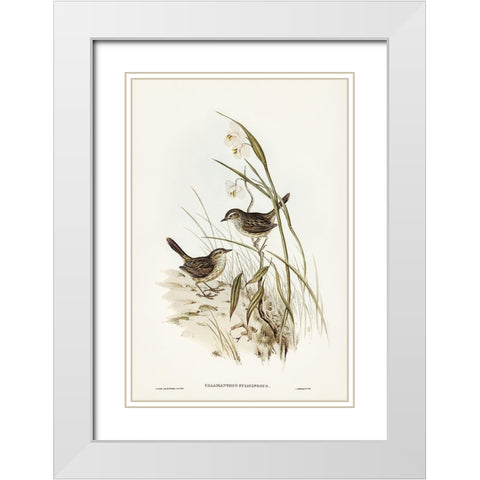 Striated Reed Lark-alamanthus fuliginosus White Modern Wood Framed Art Print with Double Matting by Gould, John