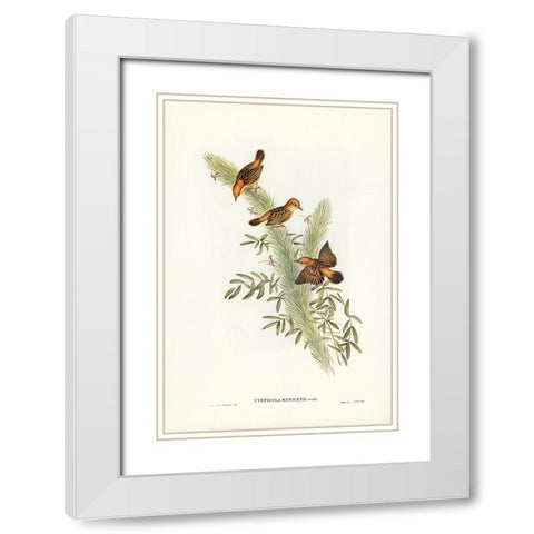 Rufous-headed Warbler-Cysticola ruficeps White Modern Wood Framed Art Print with Double Matting by Gould, John