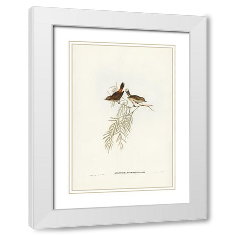 Red-rumped Acanthiza-Acanthiza pyrrhopygia White Modern Wood Framed Art Print with Double Matting by Gould, John
