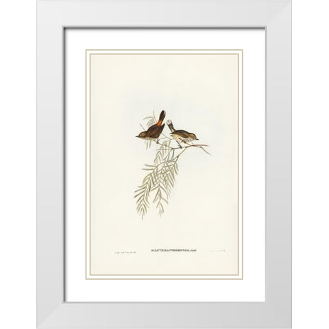 Red-rumped Acanthiza-Acanthiza pyrrhopygia White Modern Wood Framed Art Print with Double Matting by Gould, John